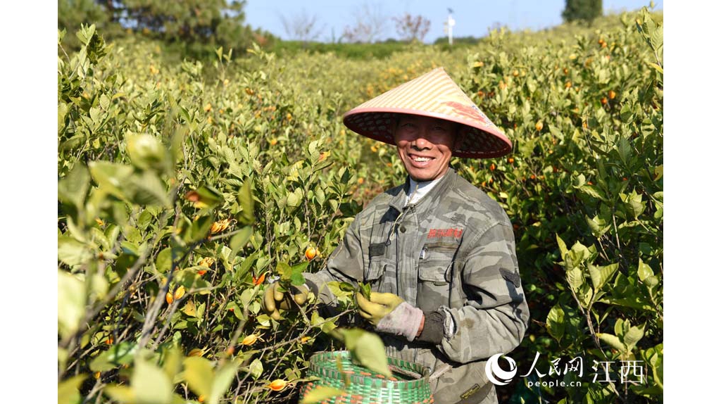 江西樂(lè)平：黃梔子喜獲豐產(chǎn)