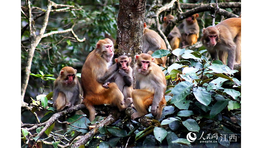 江西宜豐：生態(tài)情況好 獼猴樂(lè)逍遠(yuǎn)