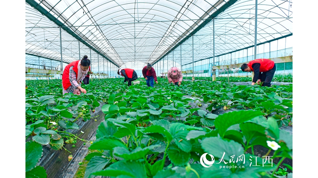 江西全南：田間地頭忙春耕