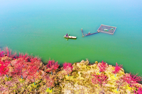 江西武寧：萬株櫻花綻放 靜待旅客賞花