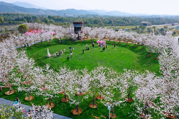 江西蘆溪：櫻花綻放賞春景