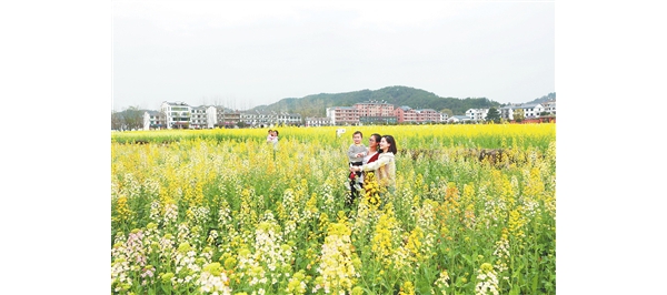 七彩油菜花開