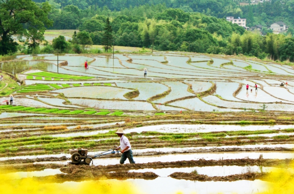 江西宜豐：谷雨將至稼穡忙